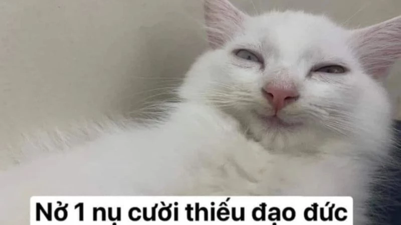 100+ ảnh meme hài hước, hài bựa vui nhộn mới nhất