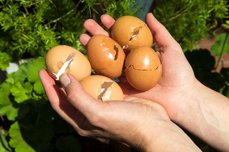 Ăn trứng vứt vỏ đi là dại: Giữ lại làm việc này lợi đủ đường, ai không biết quá phí