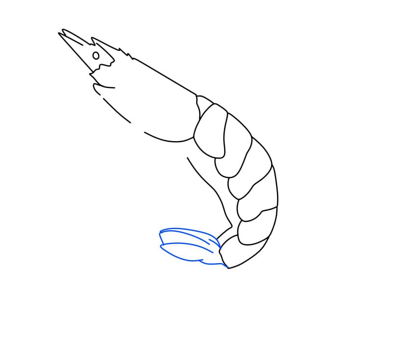 Bé tập vẽ con Tôm theo mẫu | draw the shrimp - YouTube